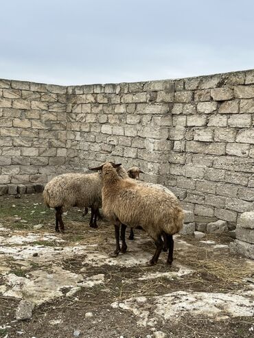 Qoyunlar, qoçlar: Salam tecli satlır sağlam heyvanlardıı qiymət razlşmaq olarr — 12