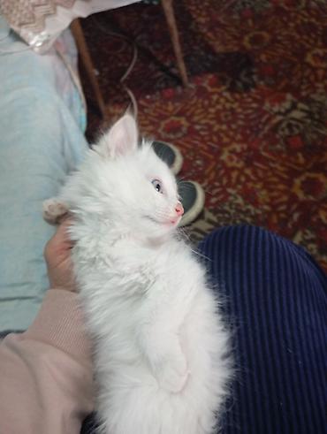 говорящий попугай жако: Котёнок мальчик порода ангорка 2 месяца — 2