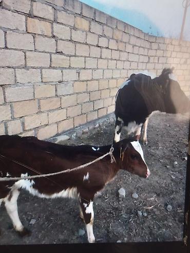 damazlıq heyvanların satışı: 5 lt Süd 1 balaya Süni mayalanma dişi bala 2600 0505736315 Vaccap — 1