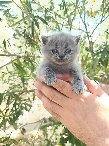Кошки: Böyük gözlü, yumşaq tük̈lü bala pişiklər - Rənglər: böyük — 1