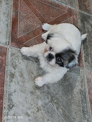 ev itləri satışı: Pekines, 3 ay, Dişi, Peyvəndli, Ödənişli çatdırılma — 1