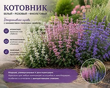 колоска: Декоративные злаки для сада и ландшафтного дизайна Садовые злаки — — 7