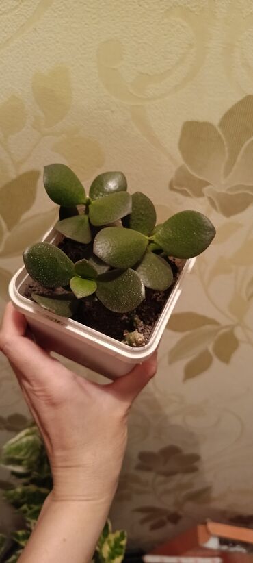 limon ağacı satışı: Ağ rəngli qabda Crassula cinsinə aid kiçik bir bitki. Bitkinin qalın