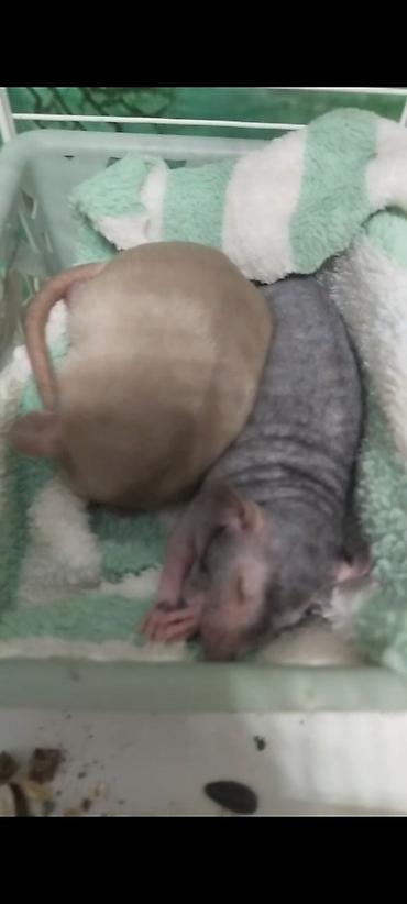 Крысы: Милота крысы Дамбо .Питомник Rat hause Love . ручные ласковые. лысые и — 5
