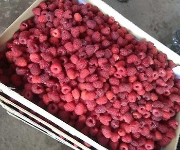 Фрукты и ягоды: Принимаем заказы на рассаду сорт Шапка Мономаха долгоиграющий — 2