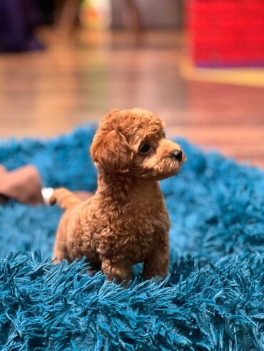 Psi: Nasa odgajivacnica se nalazi u Indjiji i bavimo se uzgojom pasa 15 — 2