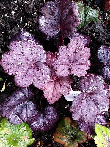 Другие садовые цветы и кустарники: Продаю гейхеру. В коллекции более 80 сортов. Звоните по тел. Вацап — 18