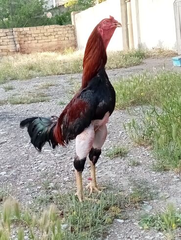atin yeheri: Xoruz, Brazil, il: 2, Ödənişli çatdırılma