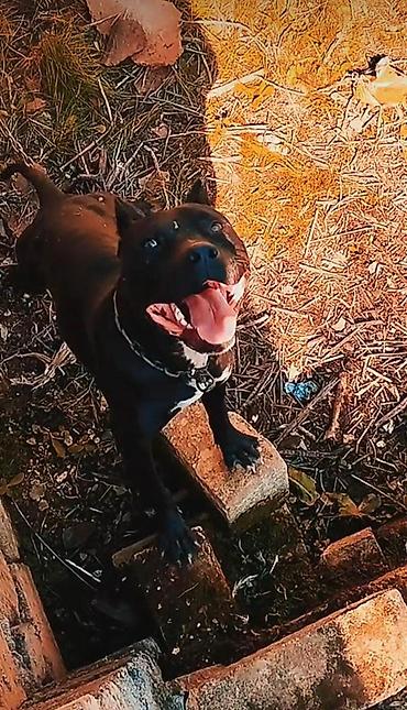 alman avcarkasi satilir: Pitbul, 1 il, Erkək — 1