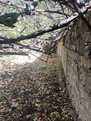 sarayda həyət evləri 2024: Torpaq bağ sahəsi 42 sot meyvə baği satıram