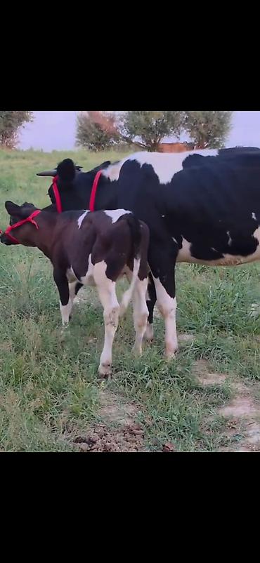 Inəklər, öküzlər: Südcü inək və buzov dəsti - Cins: qara-ağ (Holşteyn tipli) süd — 11