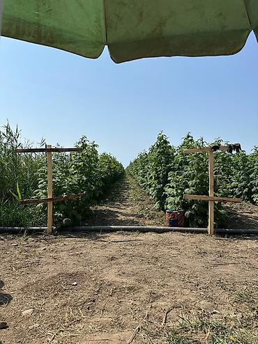 кочмо душ бишкек: Саженцы малины Полана – на осень под заказ 🌱 Принимаем заказы на — 5