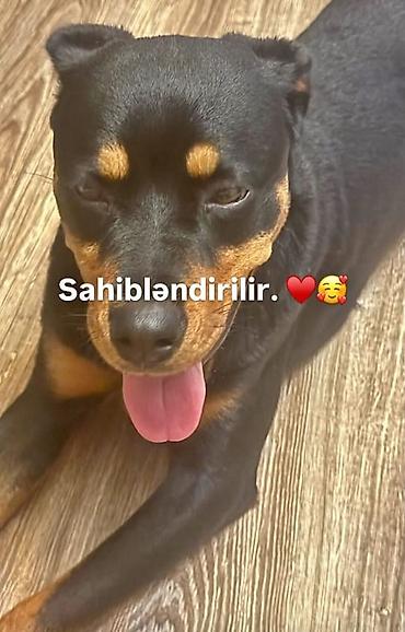 bala pisikler ne yeyir: Rotveyler — 1