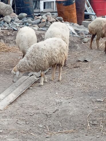 dovşan satılır: Salam .13 baş qoyundu.hamisi boğazdır,2-5 qarına.1 ay doğalar saglam