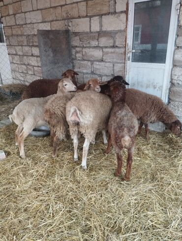 Qoyunlar, qoçlar: Salam ümlikdə 6 ədədir tək tək 245 dən hamin alan olsa 1450 dən son -da lalafo.az — 10 Qoyunlar, qoçlar: Salam ümlikdə 6 ədədir tək tək 245 dən hamin alan olsa 1450 dən son — 10