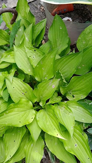 Другие декоративные деревья: Самшиты кусты формированныеесть небольшие 200-400,Виноград Вичи на — 6