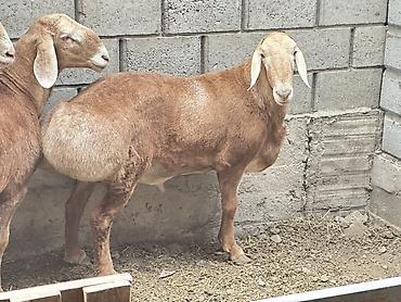 Баран, овца: Продаю | Баран (самец) | Для разведения | Племенные — 8