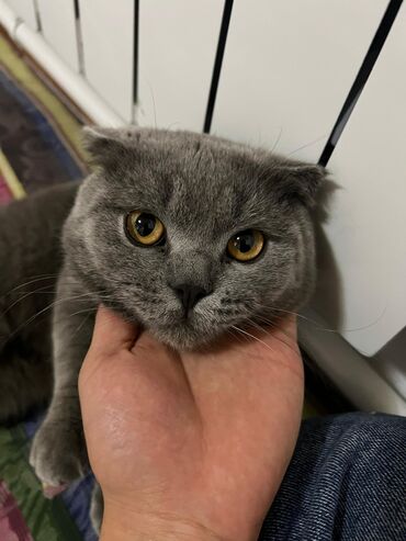 абессинская кошка: Скотиш Фолд (Шотландская вислоухая), 1 год, Мальчик, Серый