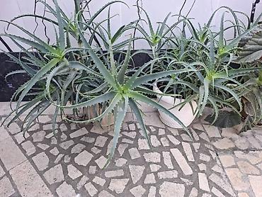 бегония элатиор купить: Алоэ (вероятно, Aloe arborescens) в горшках. - Крупные разветвлённые — 2