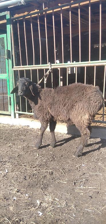 Баран, овца: Продаю | Баран (самец) | Для разведения | Племенные — 10