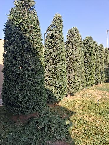 sxem: Canlı rulon qazon və landşaft abadlaşdırma xidməti - Rulon qazon — 4