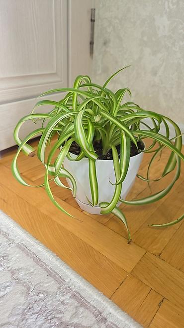 Монстеры: Монстера делициоза (Monstera deliciosa) в горшке - Эффектное — 28