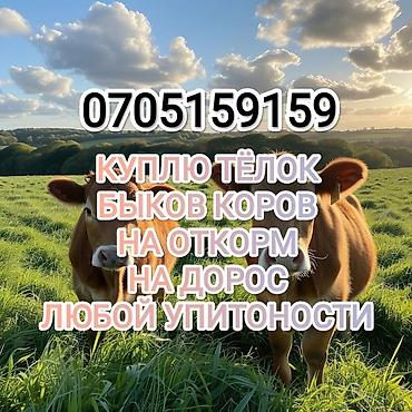 колбасный: Частное лицо, Колбасный цех | Любое состояние, Забитый, Круглосуточно — 3