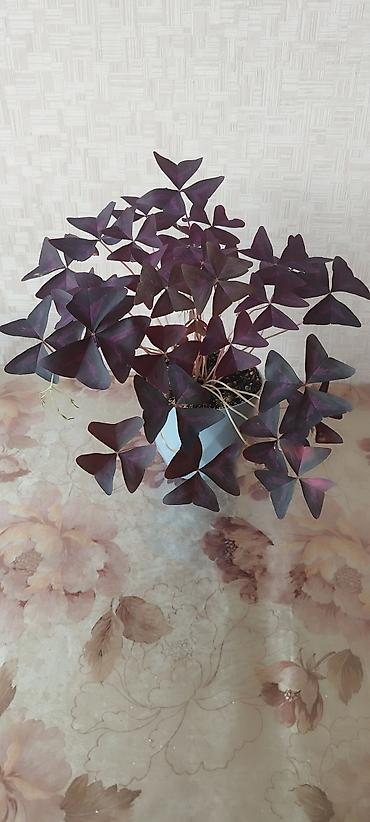 green leaf: Оксалис треугольный (Oxalis triangularis), фиолетовый «кислец» в — 4