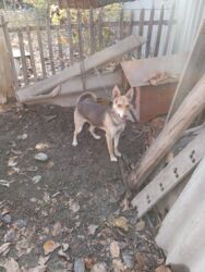 лайка собака цена: Ит бекер берилет: 1 жаш, Ургаачы