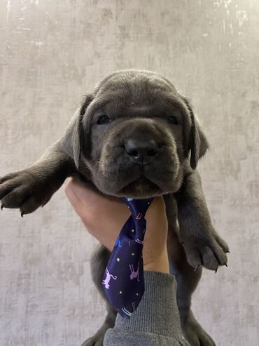 İtlər: Kane-Korso, 2 ay, Erkek, Sənədli, Pulsuz çatdırılma, Ödənişli çatdırılma — 12