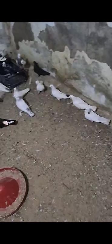 göyercin yuvası: Məhsul: Ev göyərçinləri sürüsü Təsvir: - Şəkillərdə müxtəlif rəng — 2