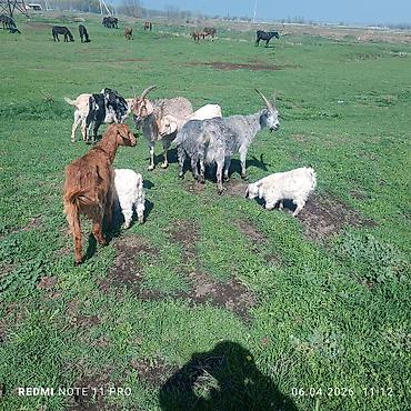 Лошади, кони: Продаю | Конь (самец) | Мерин — 1