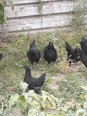Страусиные яйца: Продаю | Куры, Петух | Для разведения — 6