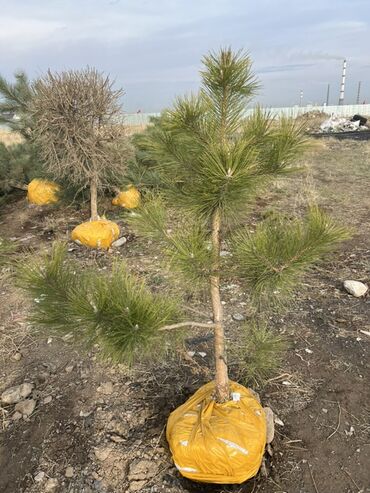 Декоративные деревья: Саженцы деревьев: Сосны — 2