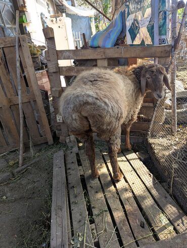 Бараны, овцы: Продаю | Овца (самка) | Арашан | Для разведения | Племенные — 18