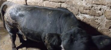 inek cinsleri: Qara rəngli erkək iribuynuzlu heyvan (öküz). - Cüssəli, ətlik