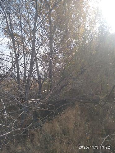 Тополь: Тополя для озеленения/живой изгороди - Порода: тополь (пирамидальный — 18