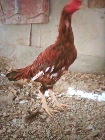 Xoruzlar: Məhsul: Uzunboyun döyüş tipi xoruz (fotoşəkillərdəki) Təsvir: - — 10