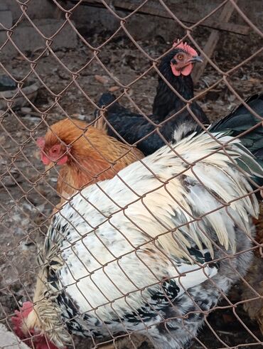 срочно продаю в связи с переездом: Продаю | Куры | Домашняя | Для разведения