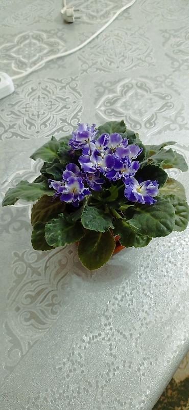фиалки мини: Сенполия (фиалка узамбарская) в горшке. - Компактный куст с густой — 1