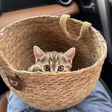 Котёнок шотландец ( мама чистокровная, папа помесь) Мальчик 2,5