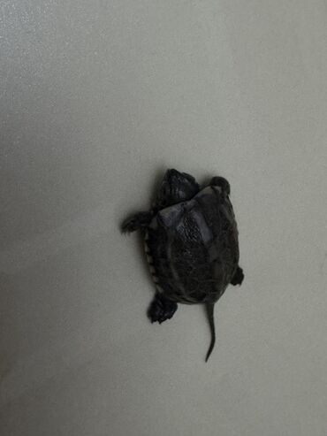 Другие животные: Красноухие черепашки,самые низкие цены,разным размеров и — 12