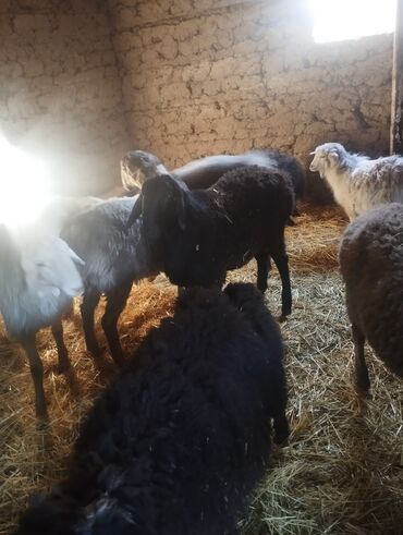 Бараны, овцы: Продаю | Баран (самец) — 5