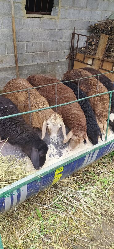 Бараны, овцы: Продаю | Ягненок, Баран (самец) | Для разведения