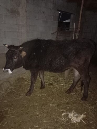 продам домик для кошки: Продаю | Музоо, торпок | Для разведения at lalafo.kg продам домик для кошки: Продаю | Музоо, торпок | Для разведения