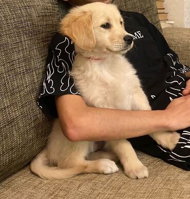 İtlər: Retriever, 2 ay, Dişi, Peyvəndli