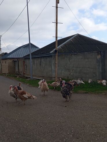 pulsuz itlerin verilmesi: Tam sağlam damazlıq sort heyvanlardır Qazaxımsı–ağ, qəhvəyi və boz