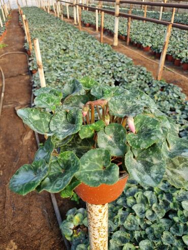 Otaq bitkiləri: 1Gullerin satişi unvanniza odenişli çatrlmada var karistan karpiz — 18