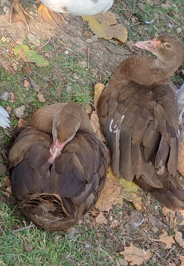 Ördəklər: Dişi, | Lal ördək, Macar, Damazlıq, Ünvandan götürmə, Ödənişli çatdırılma — 1