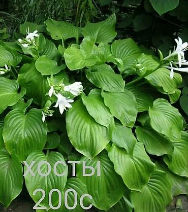 козий сыр: Продаю все саженцы которые вы видите на фото, также есть мята — 7